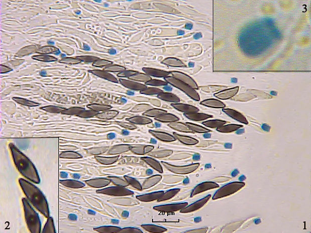 rozelínia Amphisphaerella mycophila (Fr.) Kirschst.