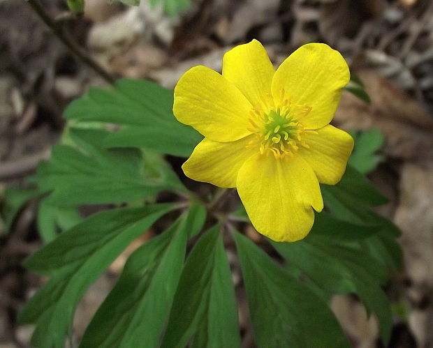 veternica iskerníkovitá Anemone ranunculoides L.