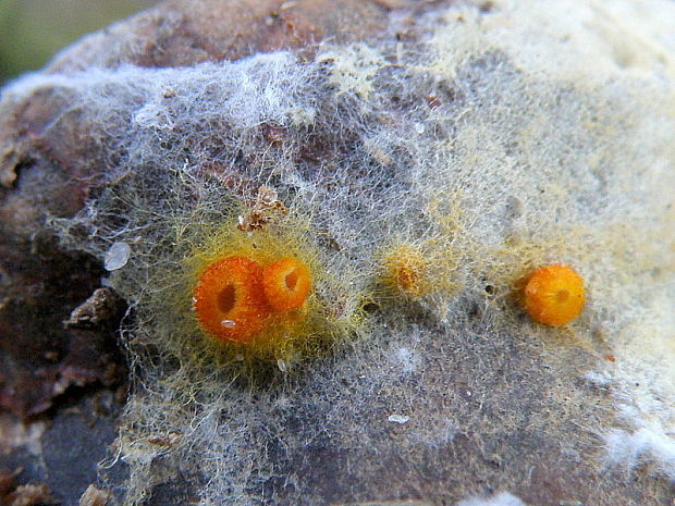 pavučinovka Arachnopeziza aurelia (Pers.) Fuckel
