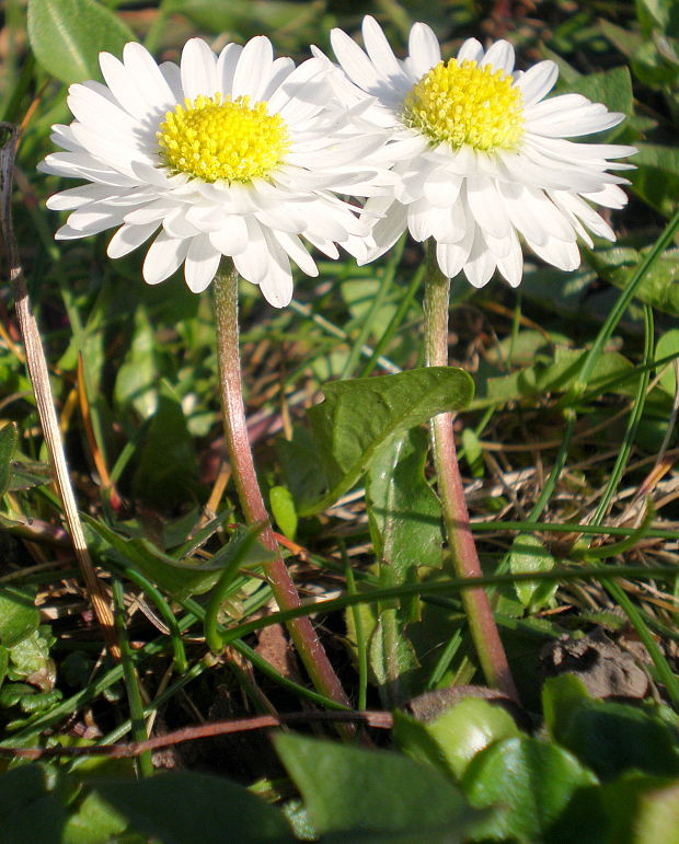 sedmokráska obyčajná  Bellis perennis L.