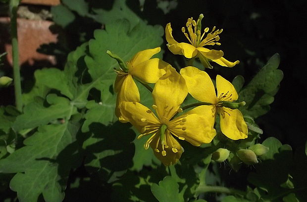 lastovičník väčší Chelidonium majus L.