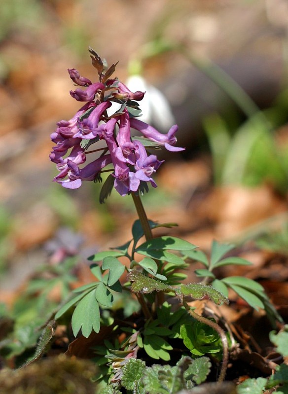 chochlačka plná Corydalis solida (L.) Clairv.