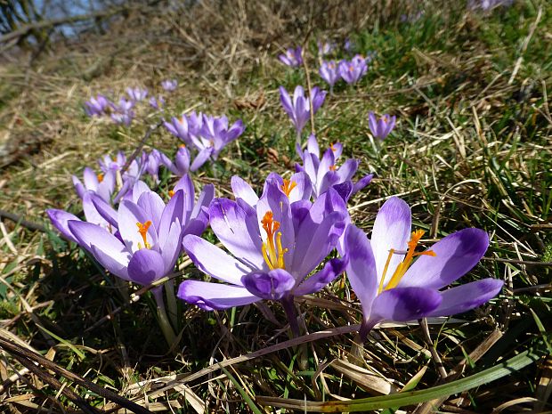 šafran spišský Crocus discolor G. Reuss