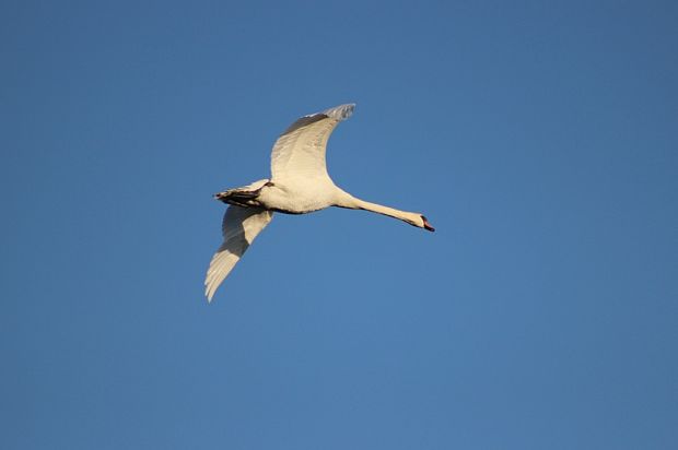 labuť hrbozobá Cygnus olor