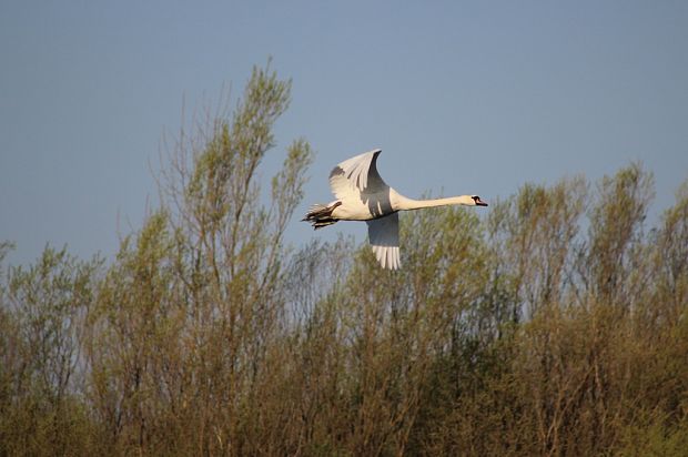 labuť hrbozobá Cygnus olor