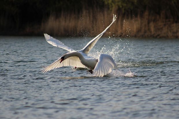 labuť hrbozobá Cygnus olor