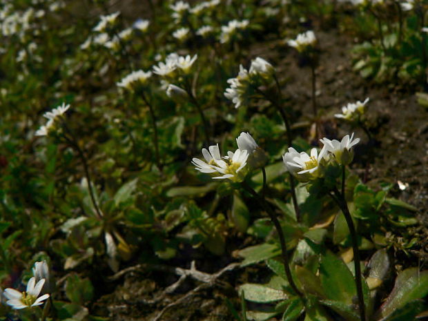 jarmilka jarná Erophila verna (L.) Chevall