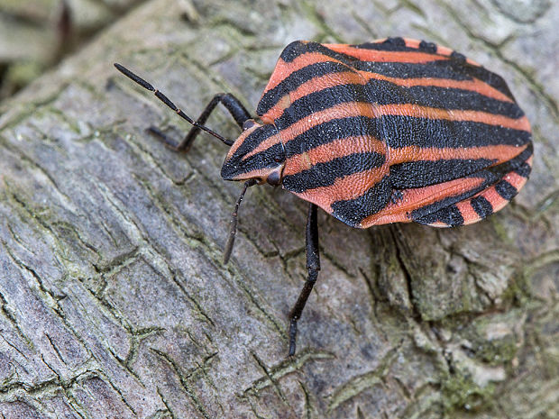 bzdocha pásavá Graphosoma italicum