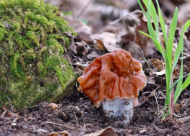 ušiak obrovský Gyromitra gigas (Krombh.) Cooke