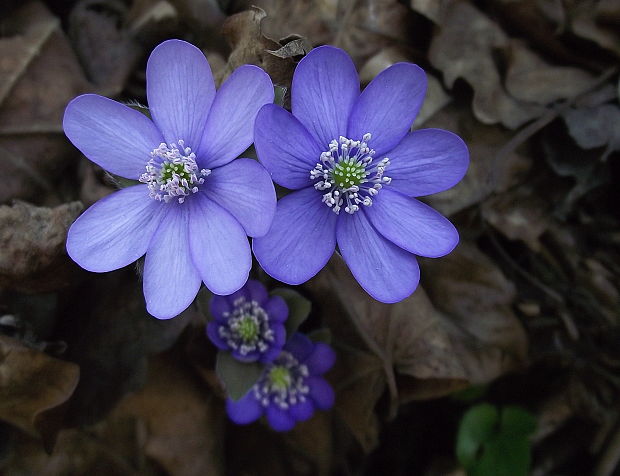 pečeňovník trojlaločný Hepatica nobilis Schreb.