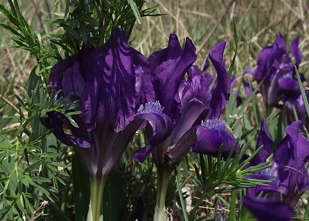 kosatec nízky Iris pumila L.