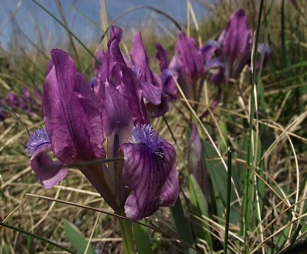 kosatec nízky Iris pumila L.