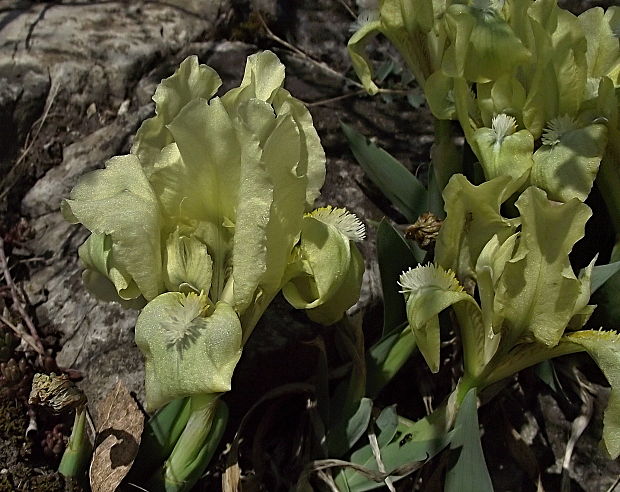 kosatec nízky Iris pumila L.