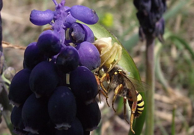 kvetárik dvojtvarý Misumena vatia