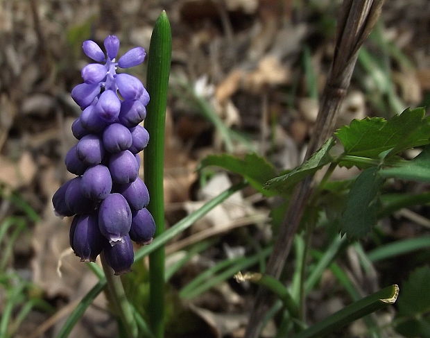 modrica nebadaná Muscari neglectum Guss. ex Ten.