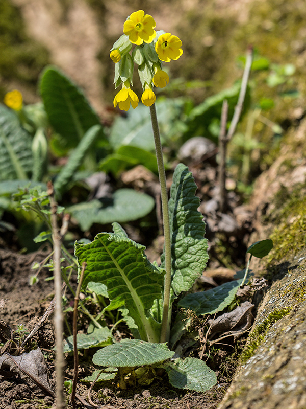 prvosienka jarná Primula veris L.