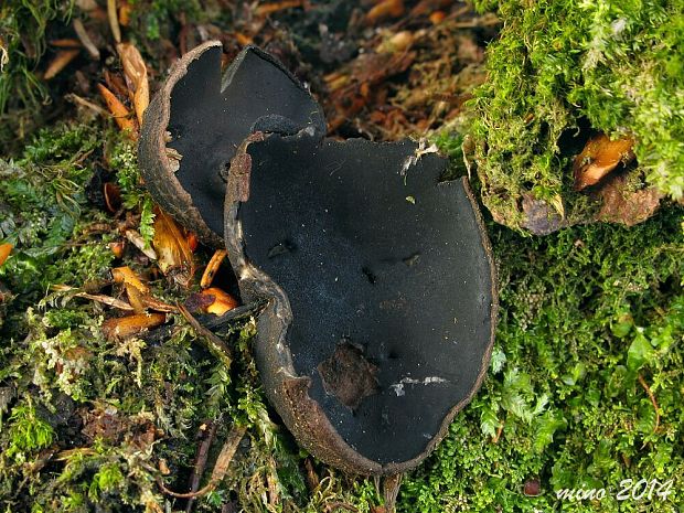 misôčka tmavá Pseudoplectania melaena (Fr.) Paden