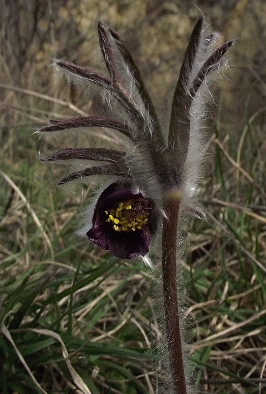 poniklec lúčny český Pulsatilla pratensis subsp. bohemica Skalický