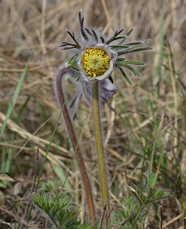 poniklec lúčny maďarský Pulsatilla pratensis subsp. hungarica (Soó) Soó