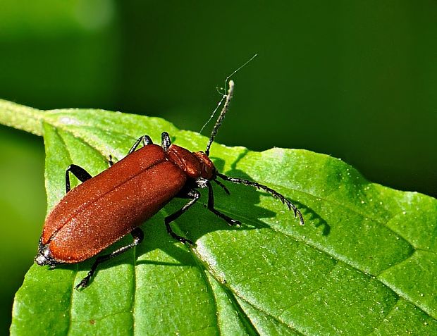 červenáčik Pyrochroa serraticornis