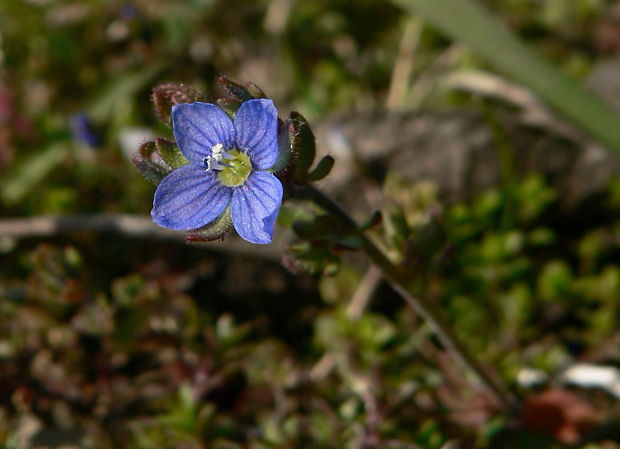 veronika trojúkrojková Veronica triphyllos L.