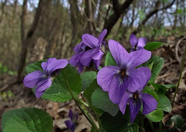 fialka voňavá Viola odorata L.