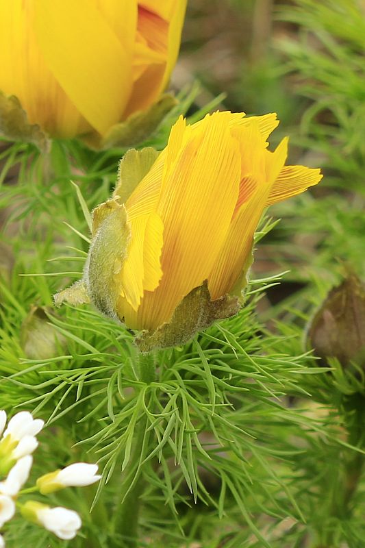 hlaváčik jarný Adonis vernalis L.