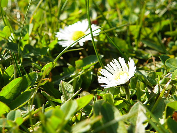 sedmokráska obyčajná Bellis perennis L.