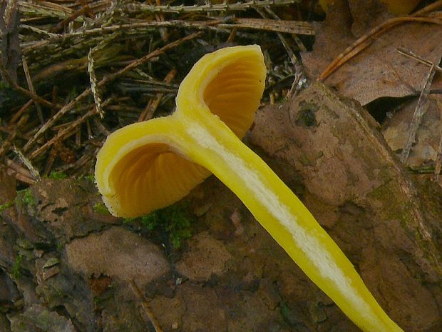 kuriatko lievikovité Craterellus tubaeformis (Fr.) Quél.