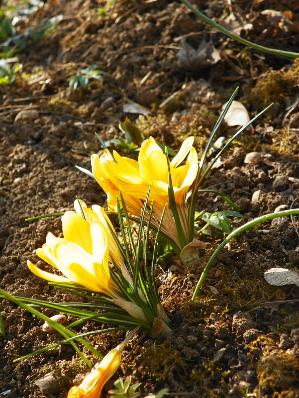 šafran žltý Crocus flavus Weston