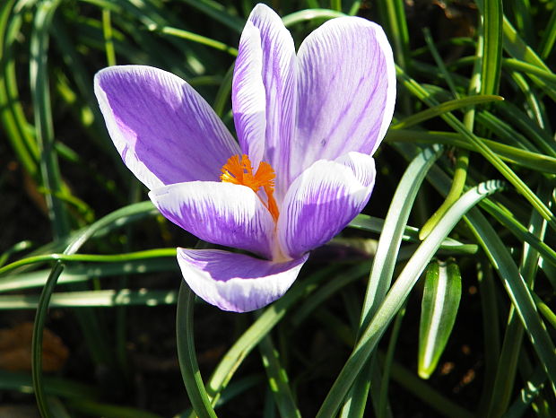 šafran jarný Crocus vernus