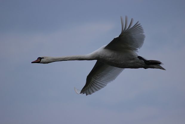 labuť hrbozobá Cygnus olor