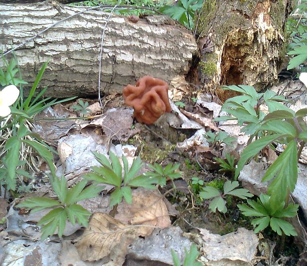 ušiak obrovský Gyromitra gigas (Krombh.) Cooke