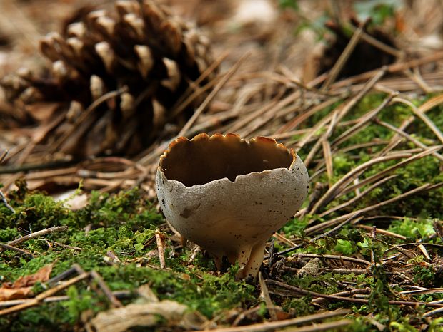 chriapač sosnový Helvella leucomelaena (Pers.) Nannf.