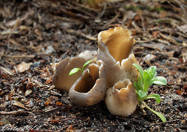 chriapač sosnový Helvella leucomelaena (Pers.) Nannf.