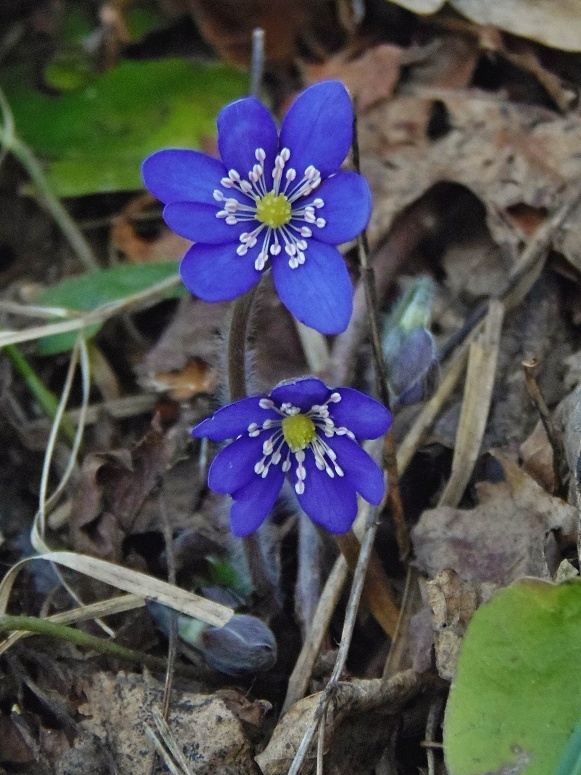 pečeňovník trojlaločný Hepatica nobilis Schreb.