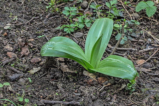 vstavač bledý Orchis pallens L.