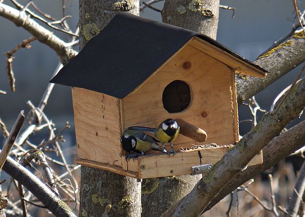 sýkorka bielolíca Parus major