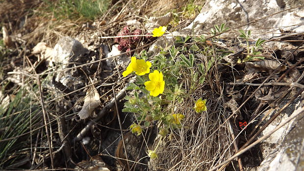 nátržník piesočný Potentilla arenaria Borkh.