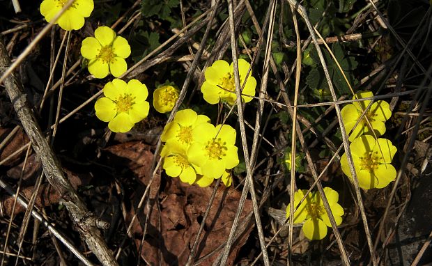 nátržník piesočný Potentilla arenaria Borkh.