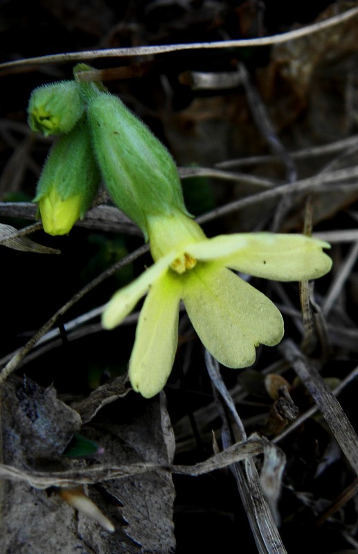 prvosienka bezbyľová Primula acaulis (L.) L.