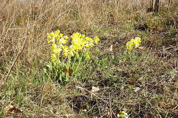 prvosienka vyššia  Primula elatior (L.) L.