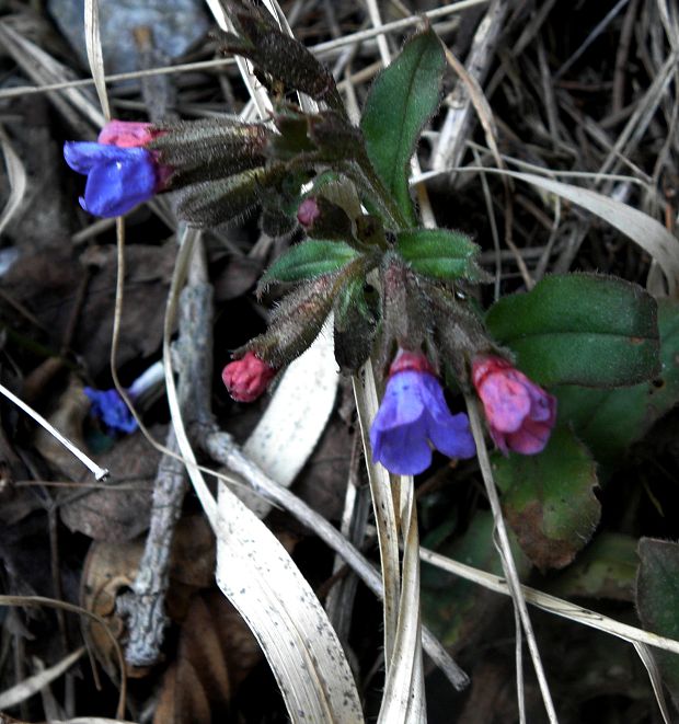 pľúcnik lekársky Pulmonaria officinalis L.