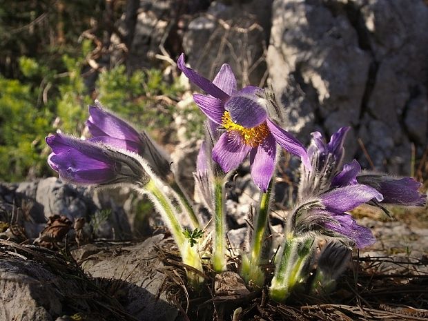 poniklec slovenský Pulsatilla slavica Reuss