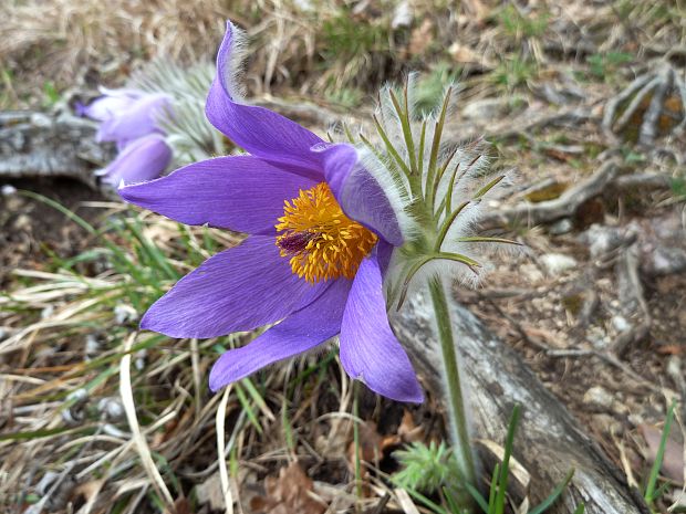 poniklec slovenský Pulsatilla slavica Reuss