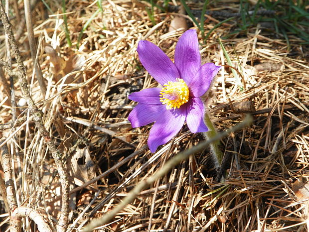 poniklec slovenský Pulsatilla vernalis (L.) Mill.