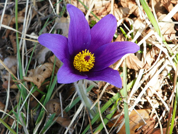 poniklec slovenský Pulsatilla vernalis (L.) Mill.