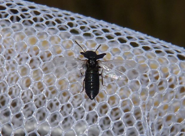 drabčík Stenus sp.