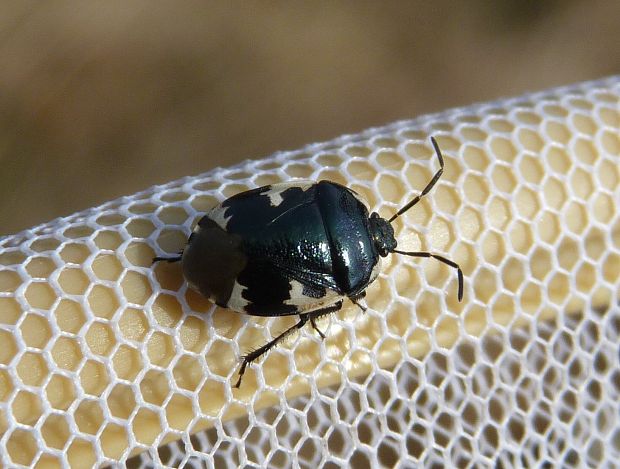 bzdocha dvojfarebná  Tritomegas bicolor