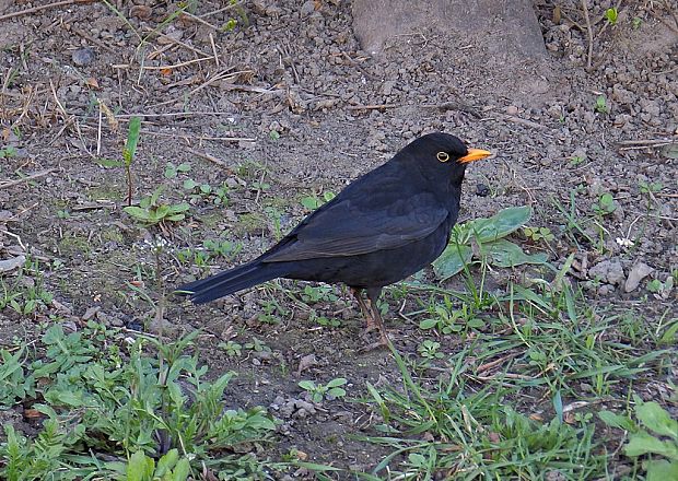 drozd čierny Turdus merula